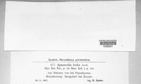 Rachicladosporium iridis image